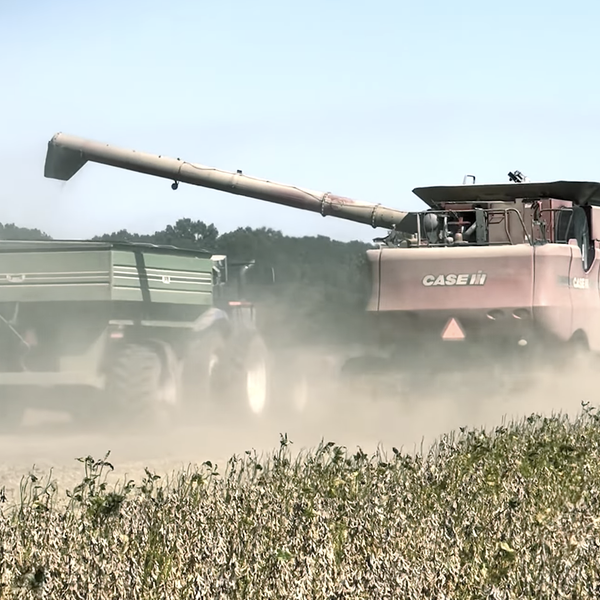 From the Field: Soybean Update