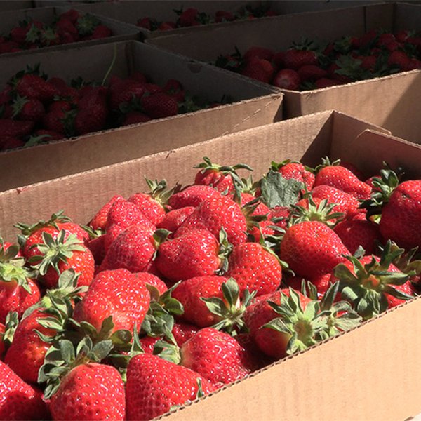 Cabot Patch Strawberries