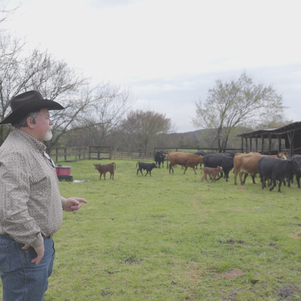 Big Branch-Cooper Cattle