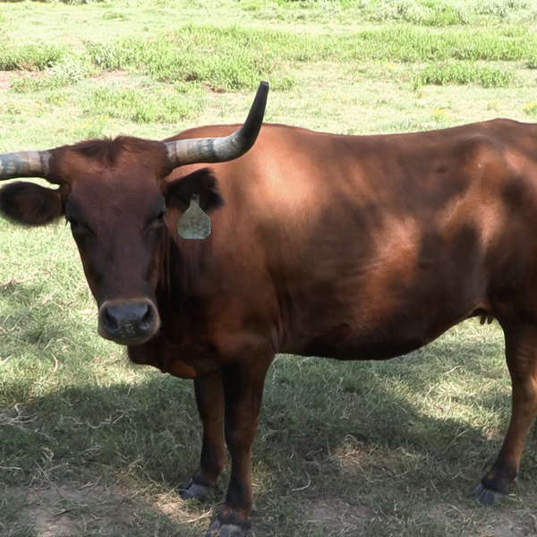 Grazin R Farms Corriente Cattle