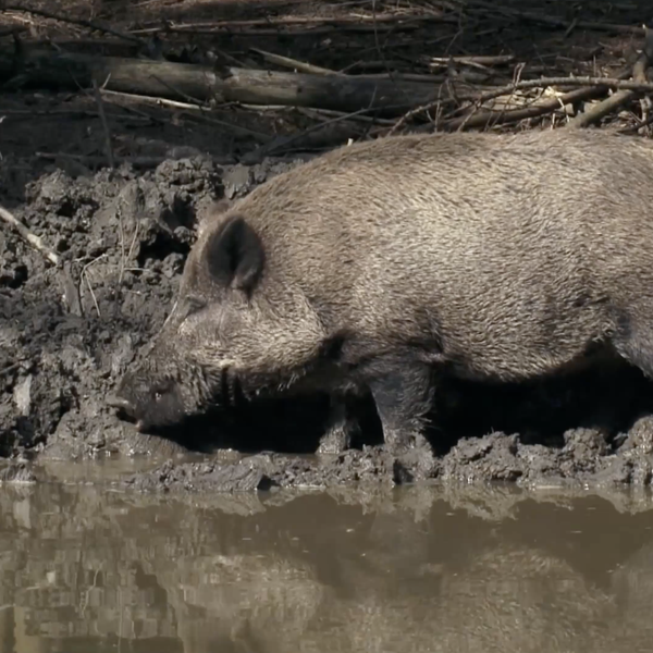 Feral Hog Eradication Work Continues