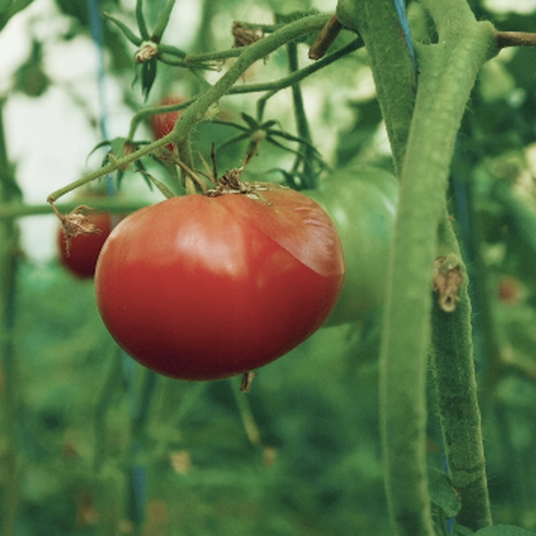 Tomato Tariff Could Save Arkansas Farms