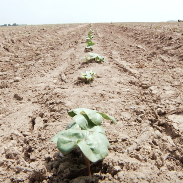 High Water, Not Cotton