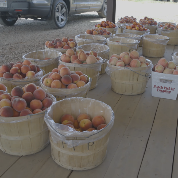 Peach Pickin’ Paradise | Arkansas Farm Trail