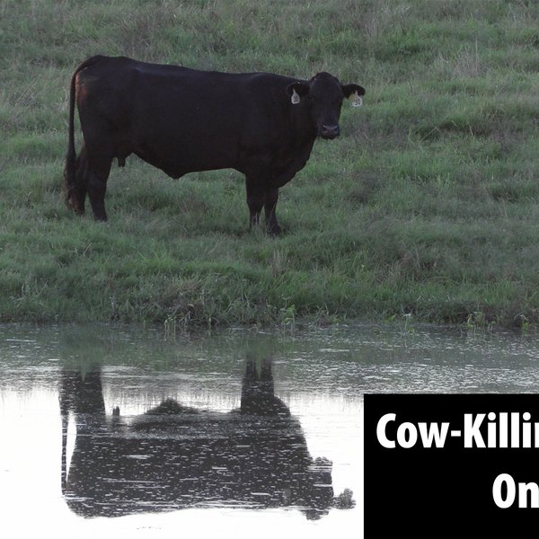 Cow-Killing Parasite On The Uptick
