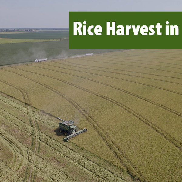Rice Harvest in Stuttgart