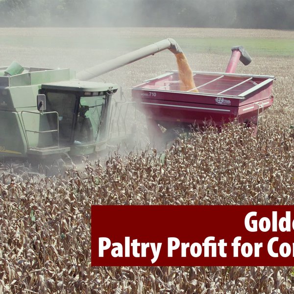 Golden Harvest, Paltry Profit for Corn Growers