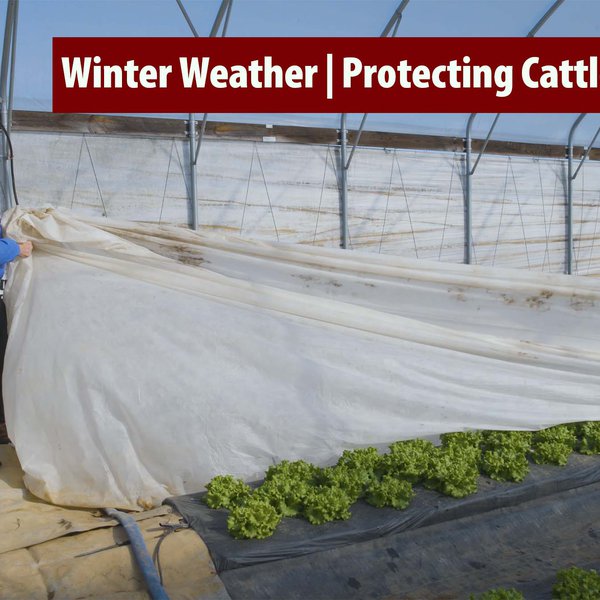 Winter Weather | Protecting Cattle and Produce