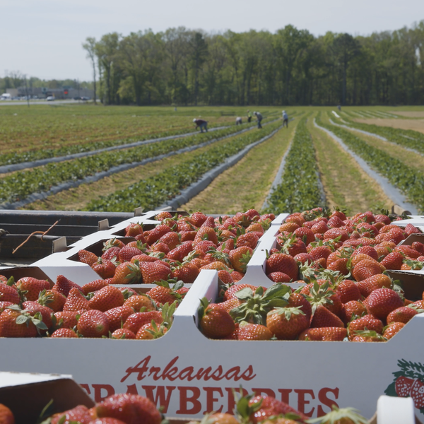 Arkansas Farm Trail | Horton’s Produce & More