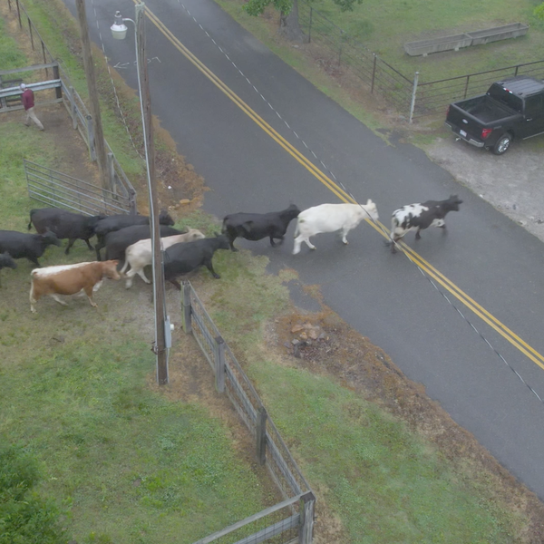 Cows in the Street, Pork at The Pancake Shop