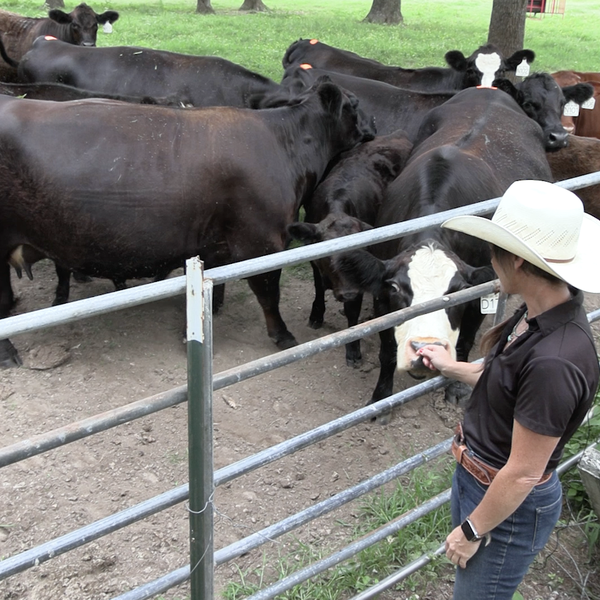 Screwworm a Threat to Arkansas Animals