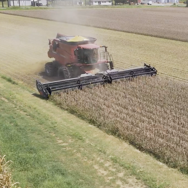 Abundant Bean Harvest Begins