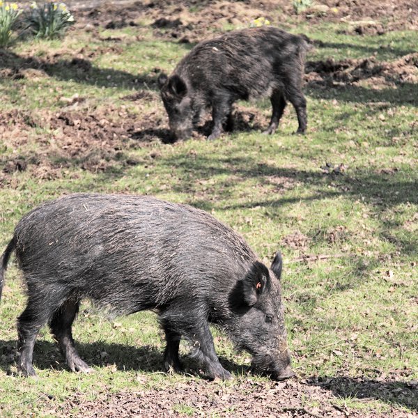 The Feral Hog Fight