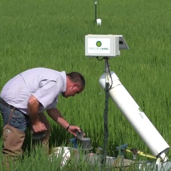 The Internet of Rice: Conservation Through Tech