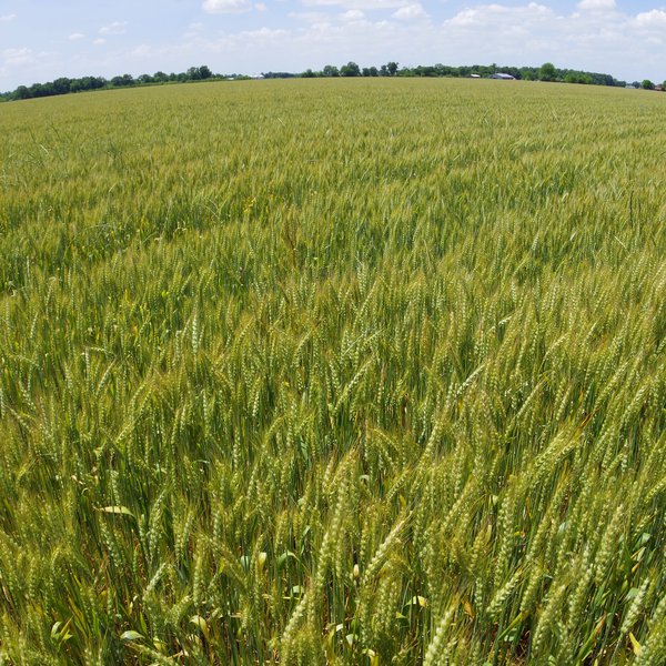 Market Briefs for October 10, 2019