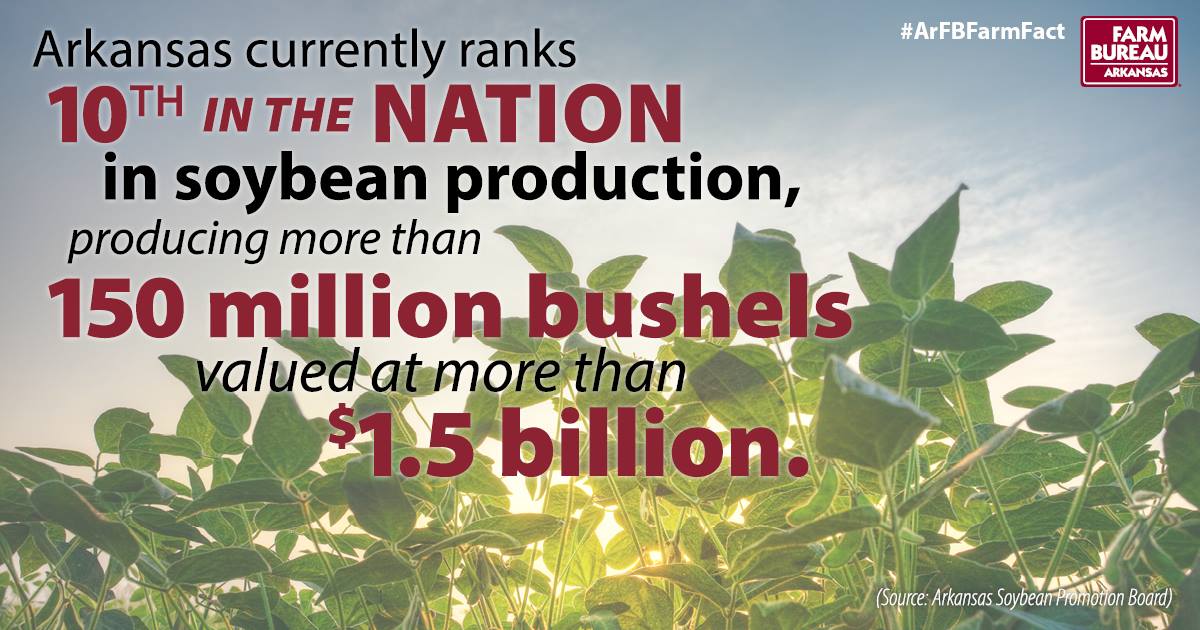 Soybean infographic