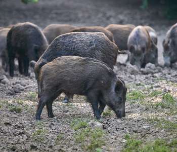 The Feral Hog Fight
